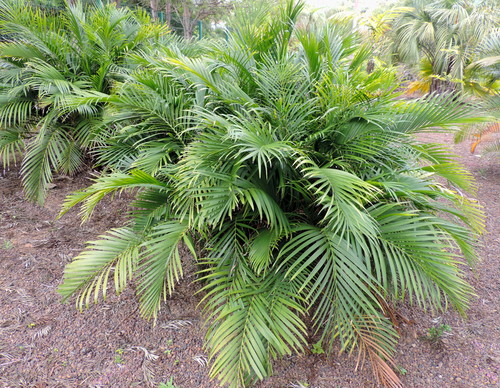 Cat Palm
