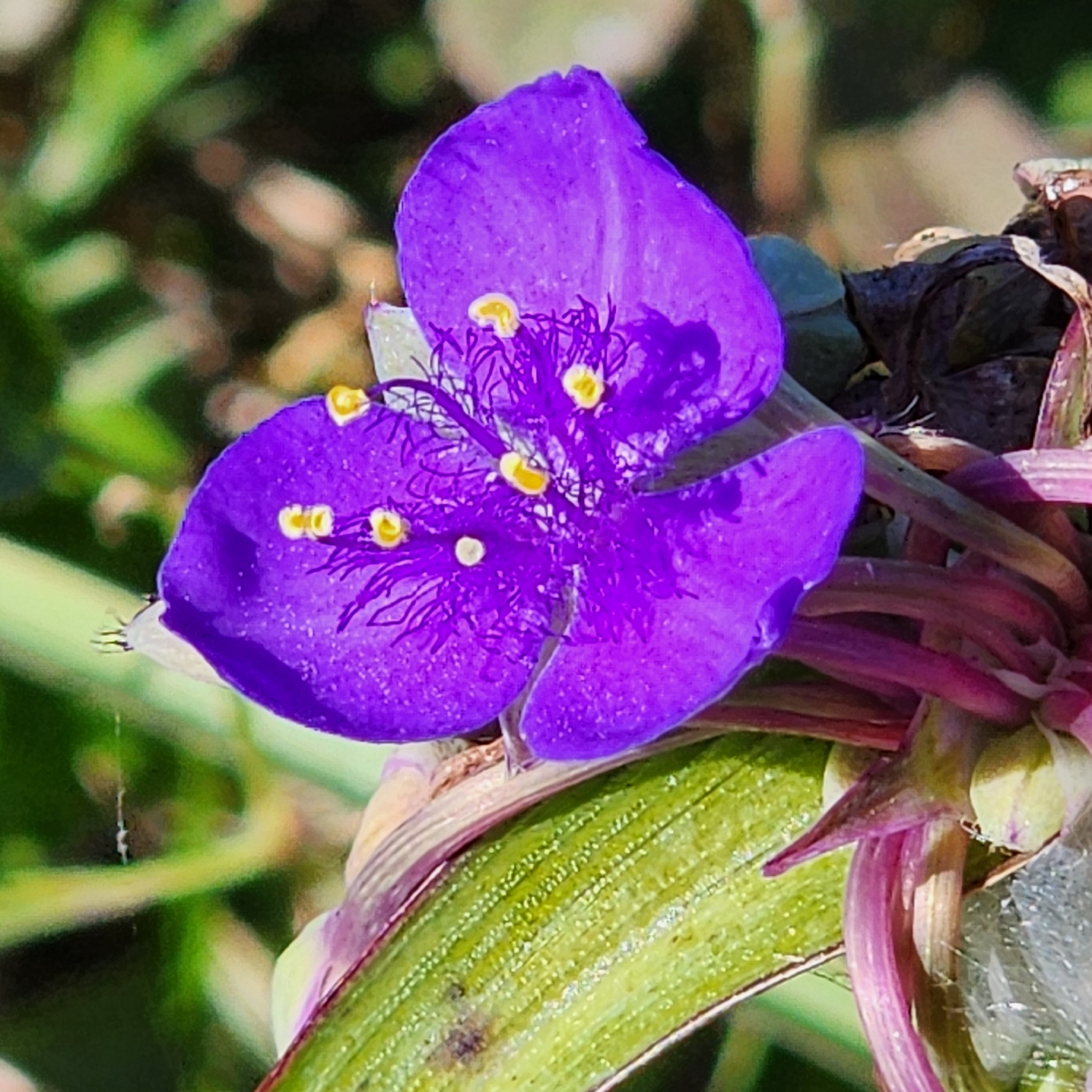 Spiderwort