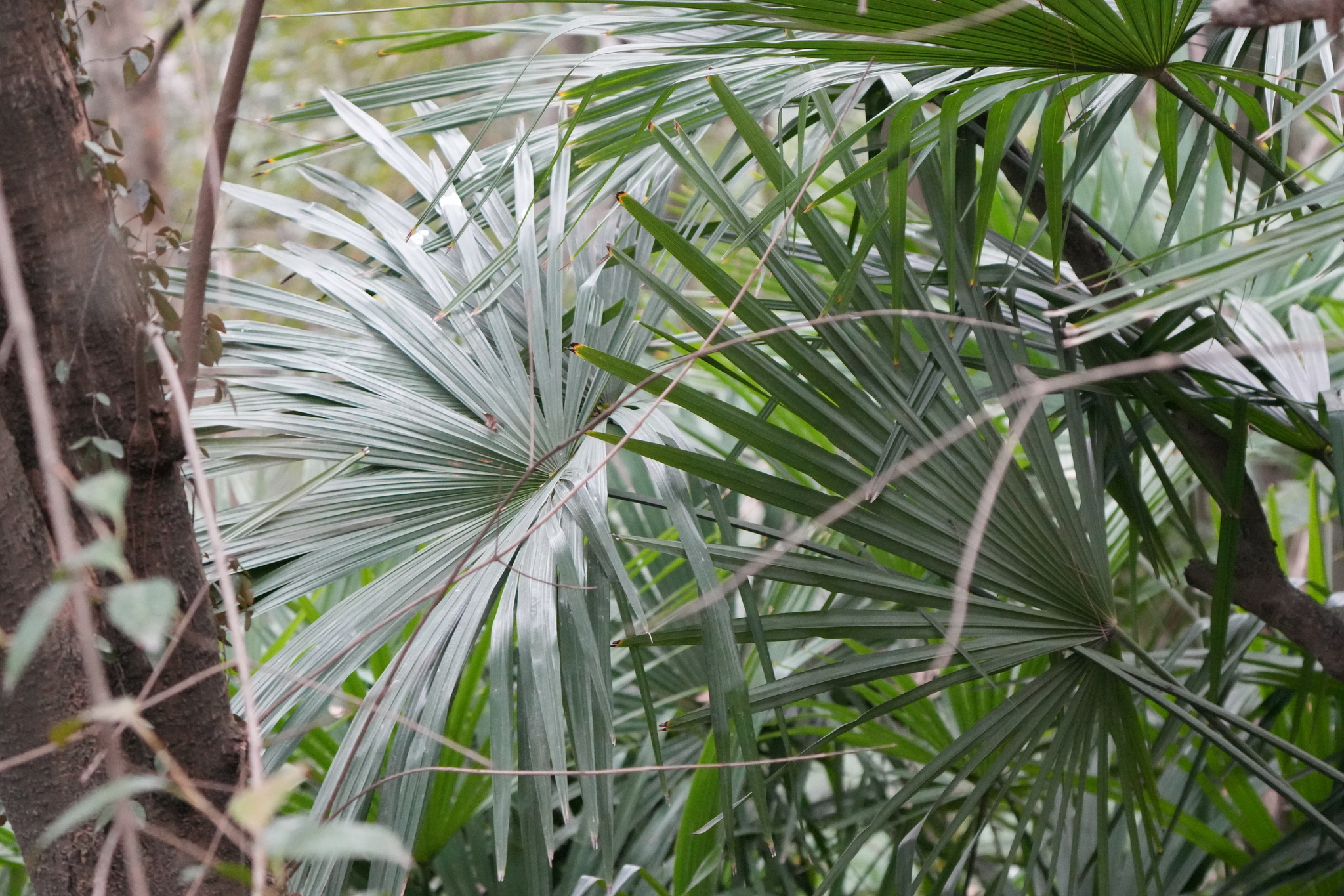 Chinese Windmill Palm