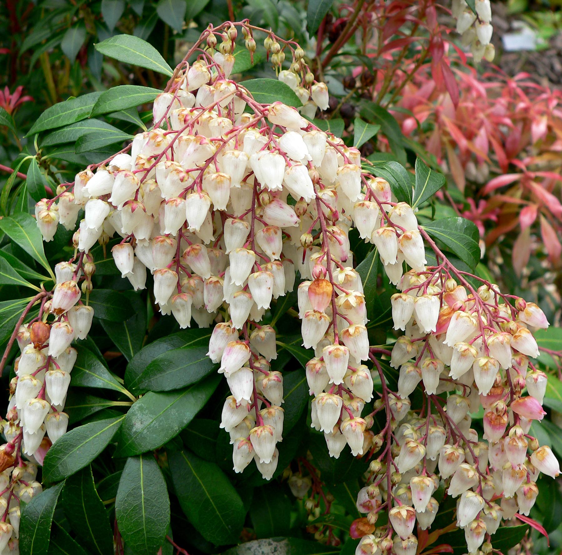 Japanese Andromeda
