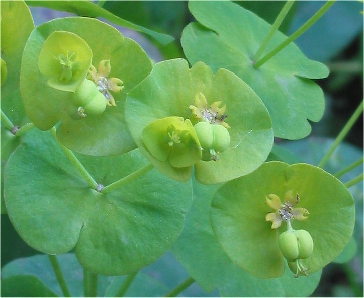 Wood Spurge