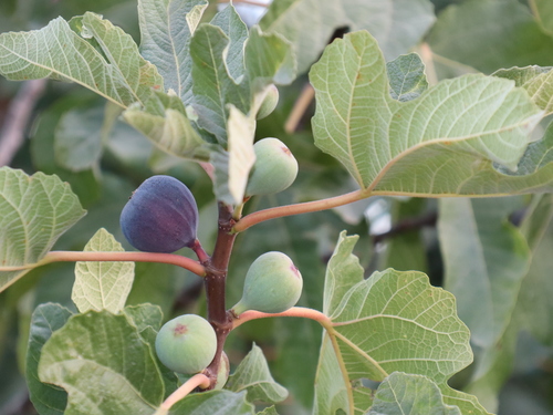 Celeste Fig