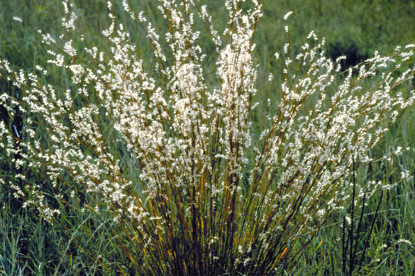 Little Bluestem Grass