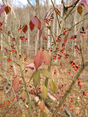 Dwarf Burning Bush