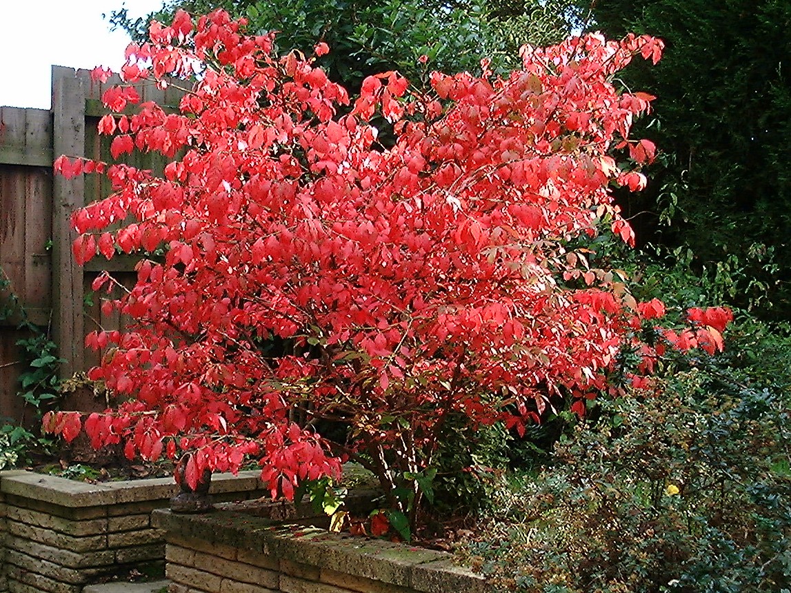 Dwarf Burning Bush
