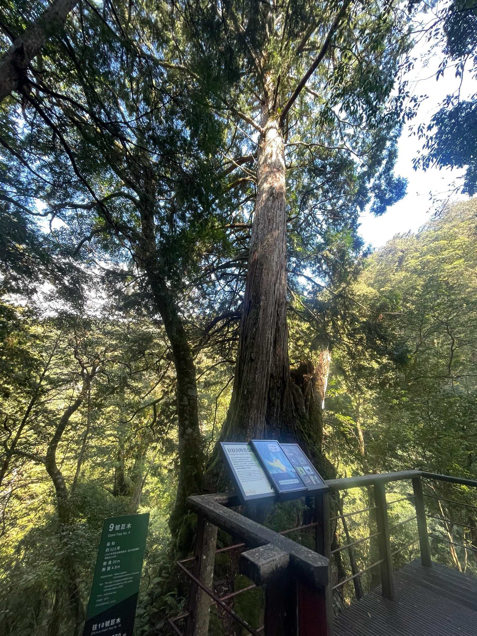 Hinoki Cypress