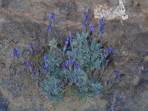 Phenomenal Lavender