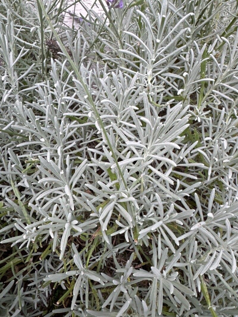 Phenomenal Lavender