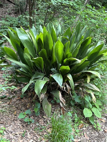 Cast Iron Plant