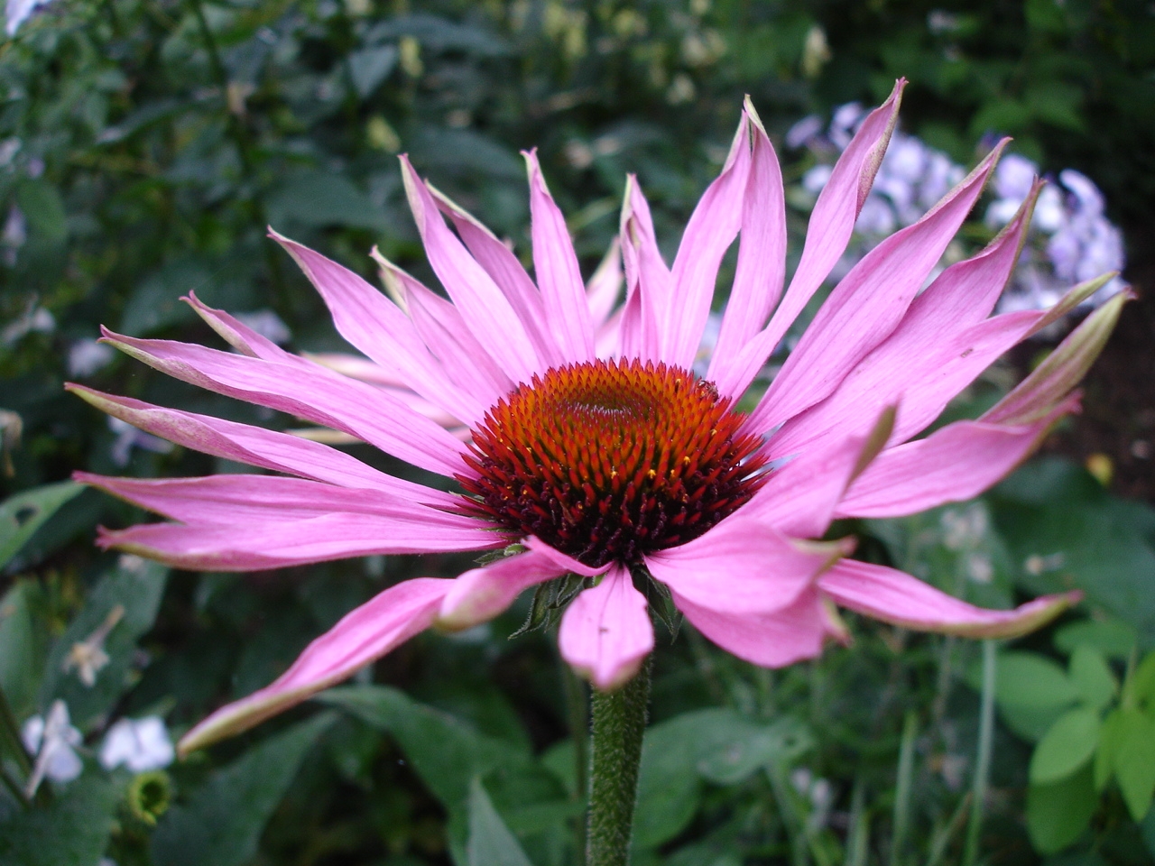 Coneflower