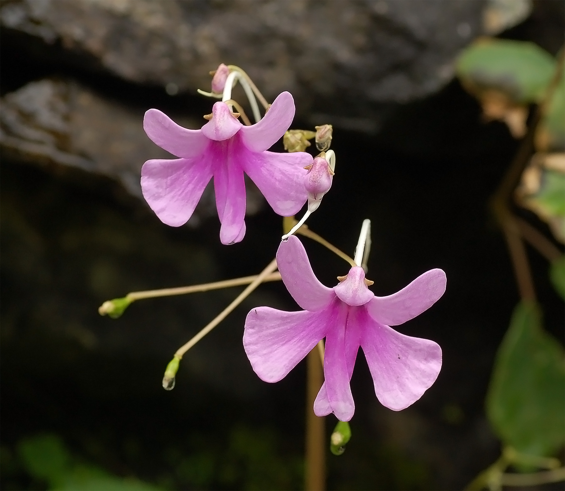 New Guinea Impatiens True