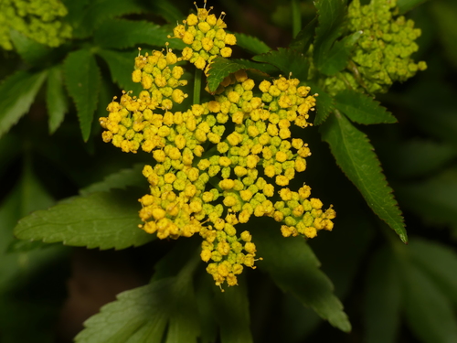 Golden Alexander