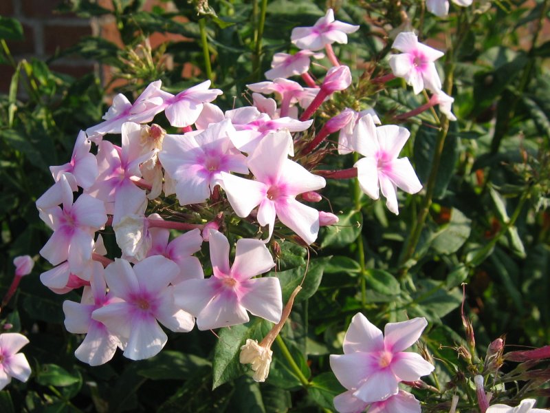 Tall Phlox 'Luminary Ultraviolet'