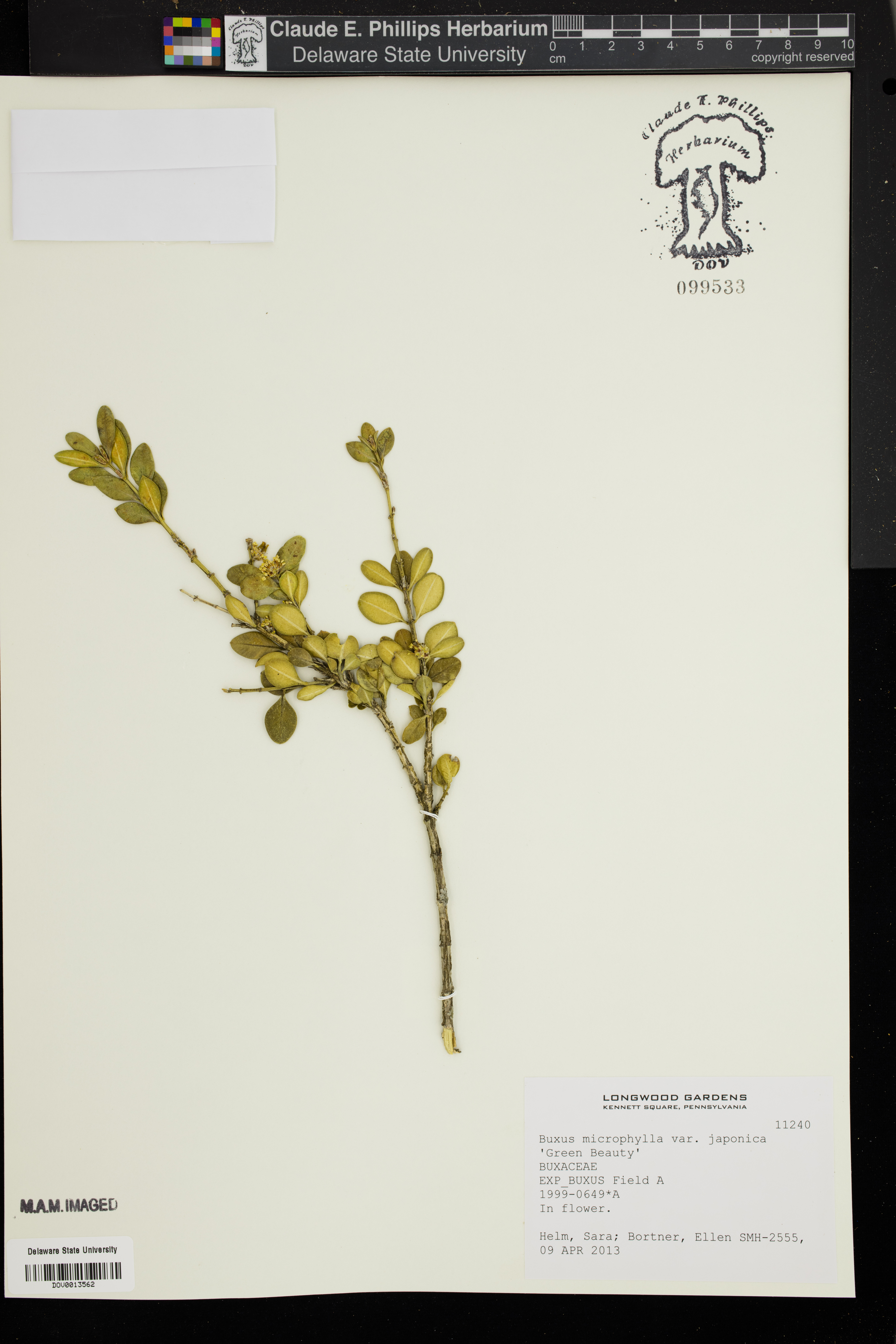 Japanese Boxwood