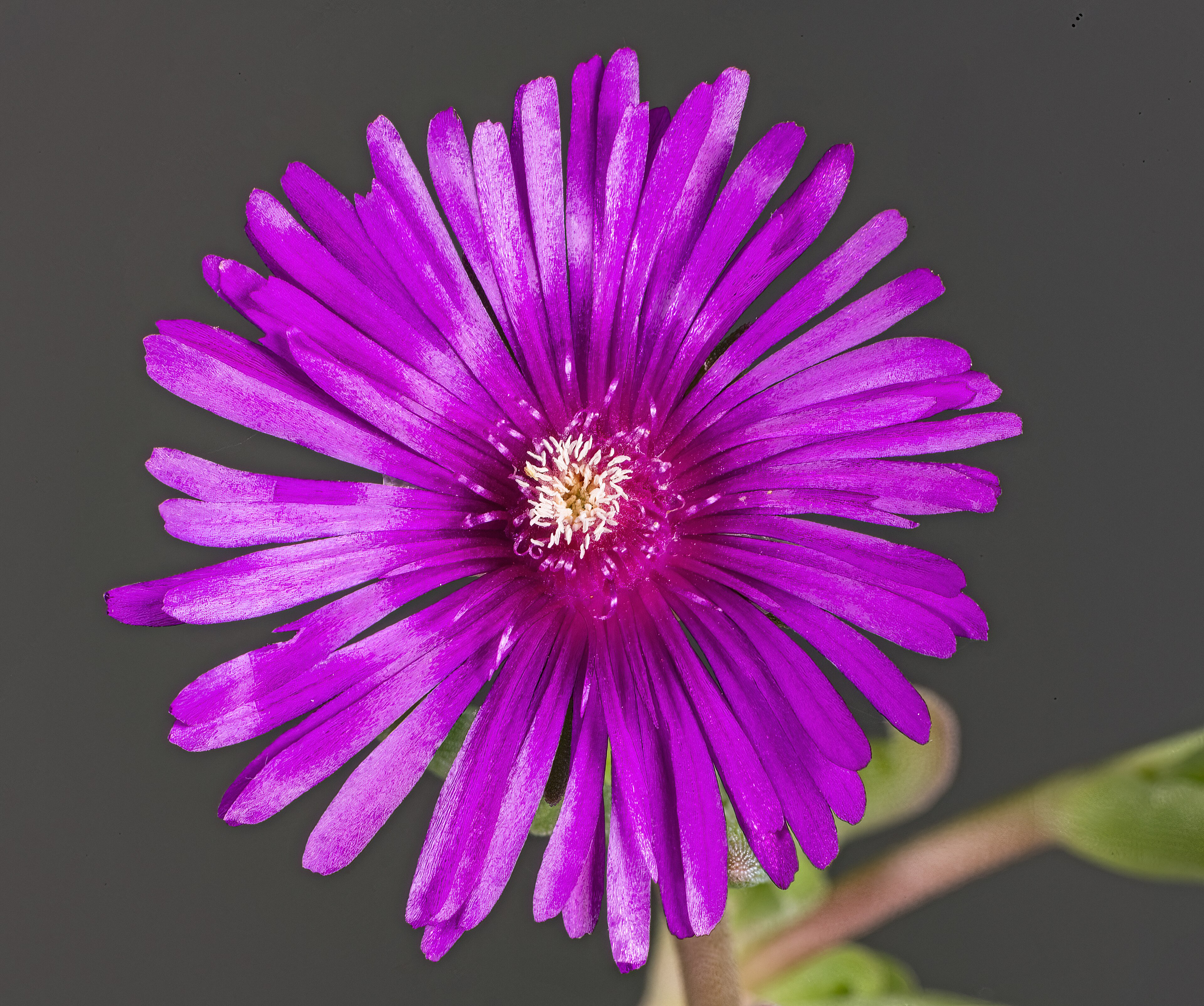 Ocean Sunset Orange Glow Ice Plant