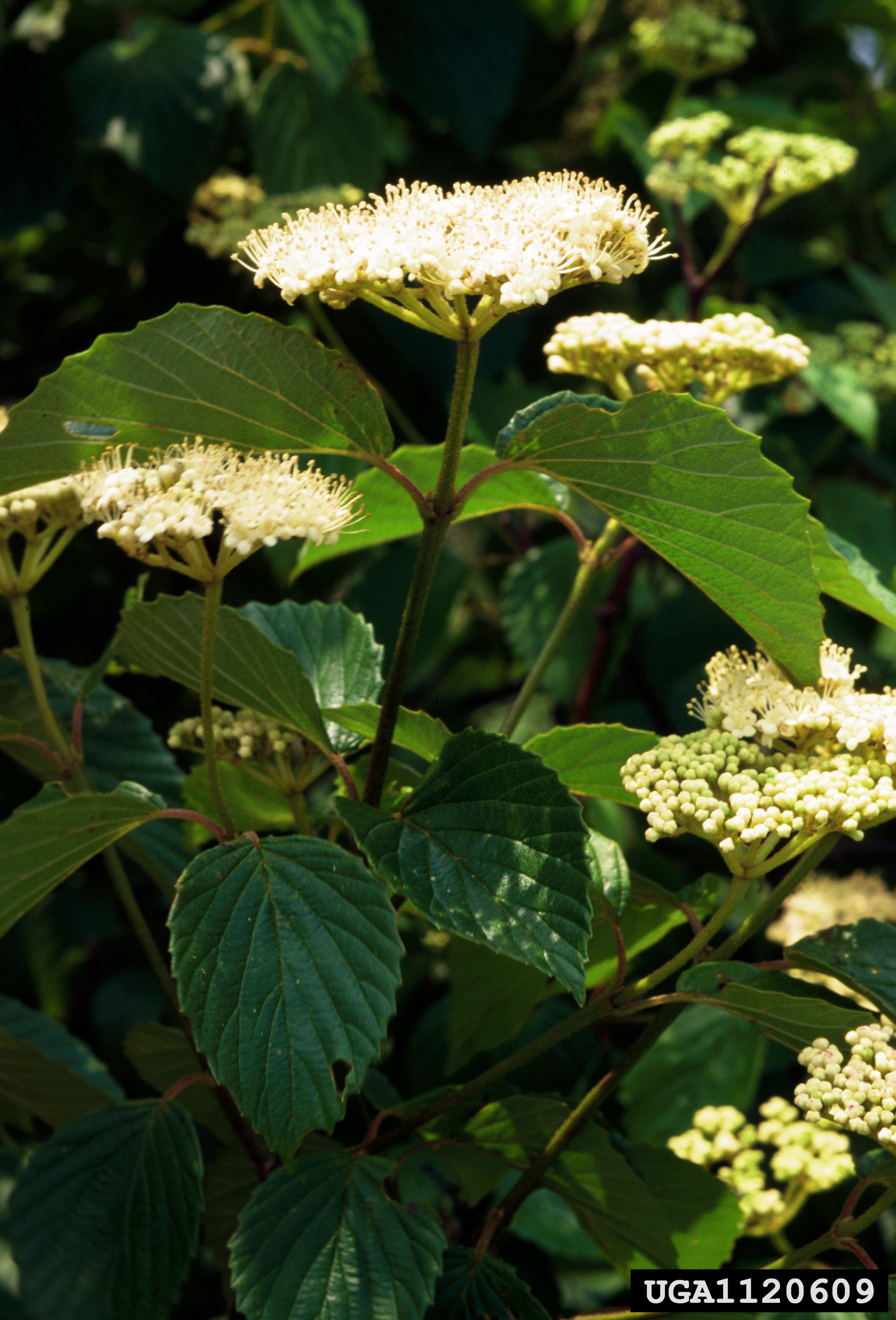 Arrowwood Viburnum