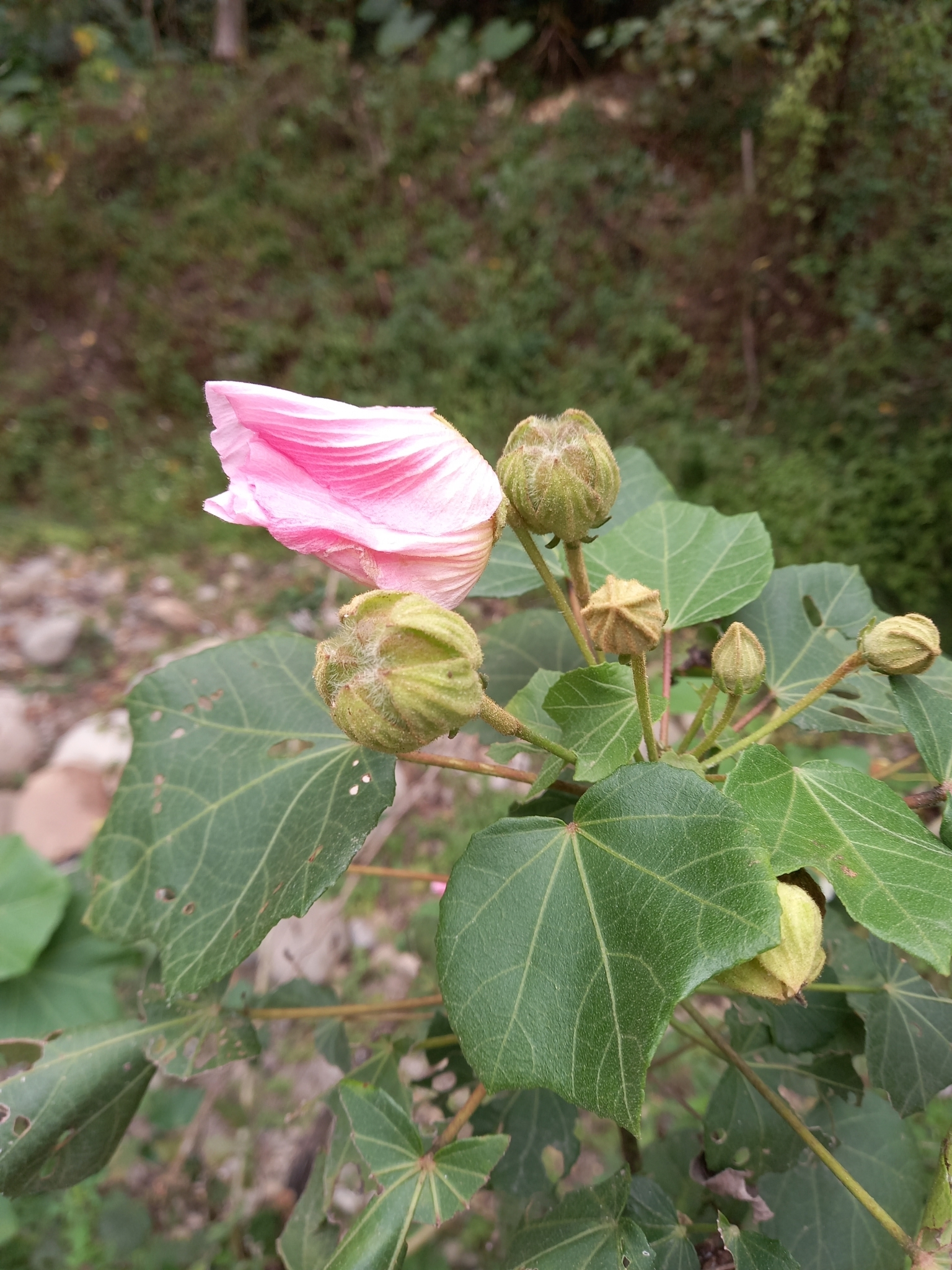 Rose Mallow