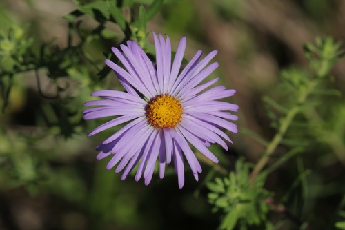 Raydon's Favorite Aromatic Aster