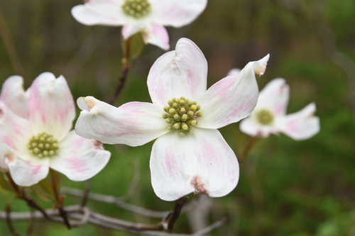 Dogwood 'Jersey Star Venus'