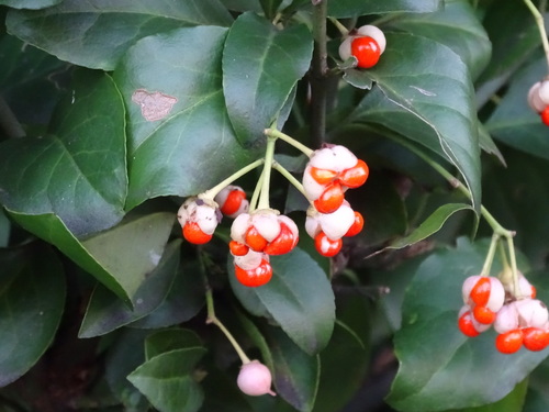Wintercreeper