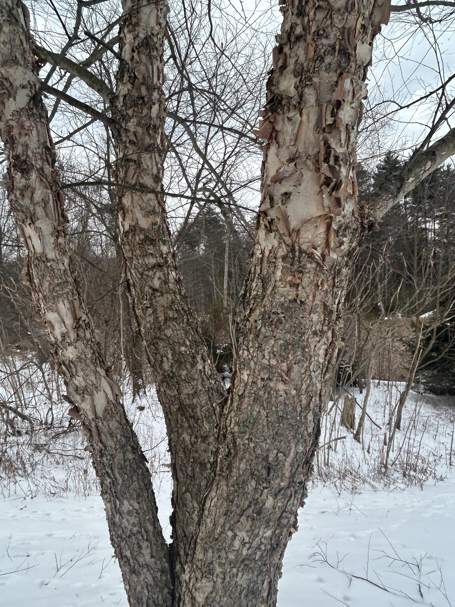 River Birch 'Dura Heat'