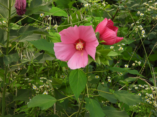 Hardy Hibiscus