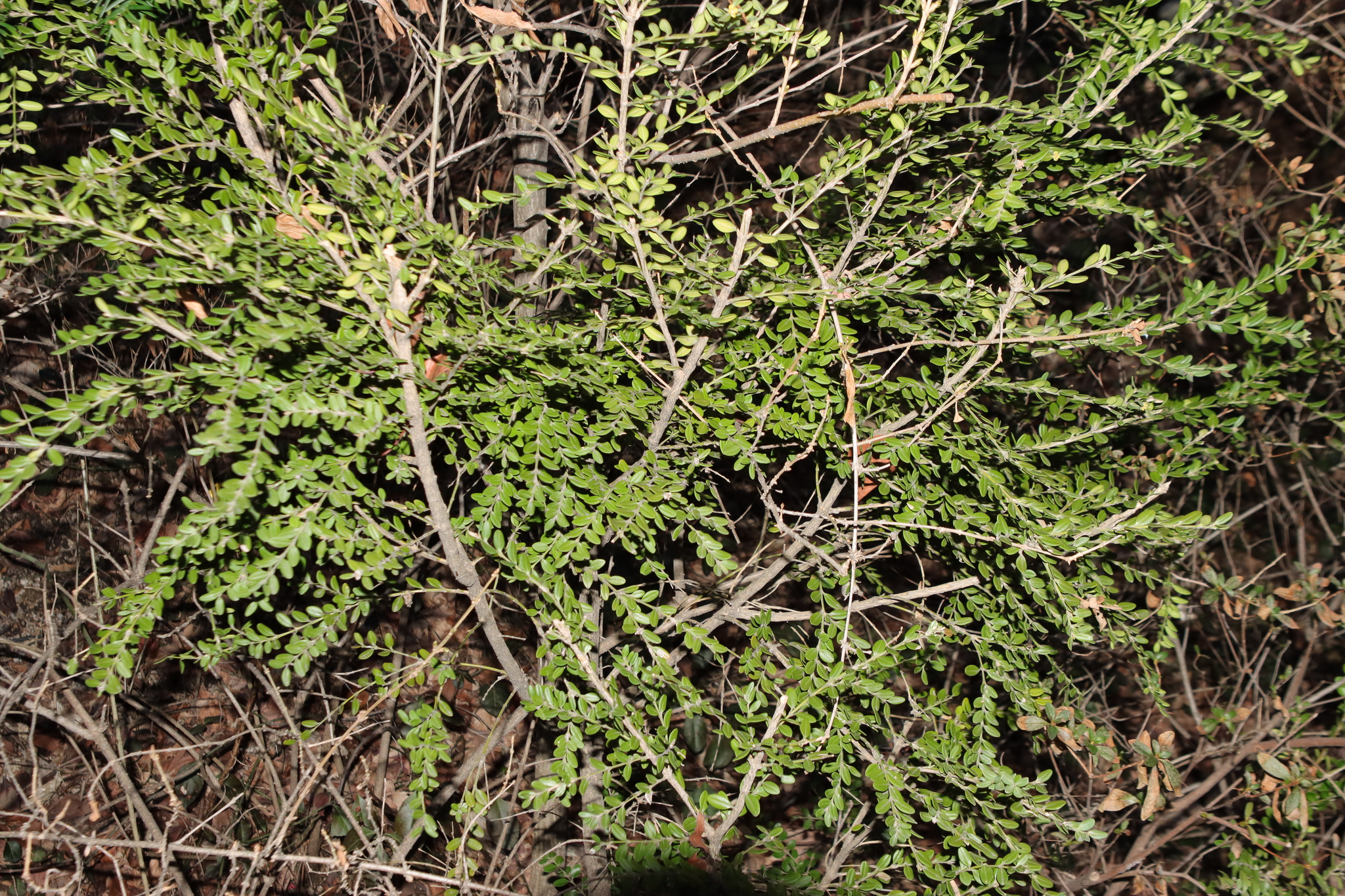 Korean Boxwood