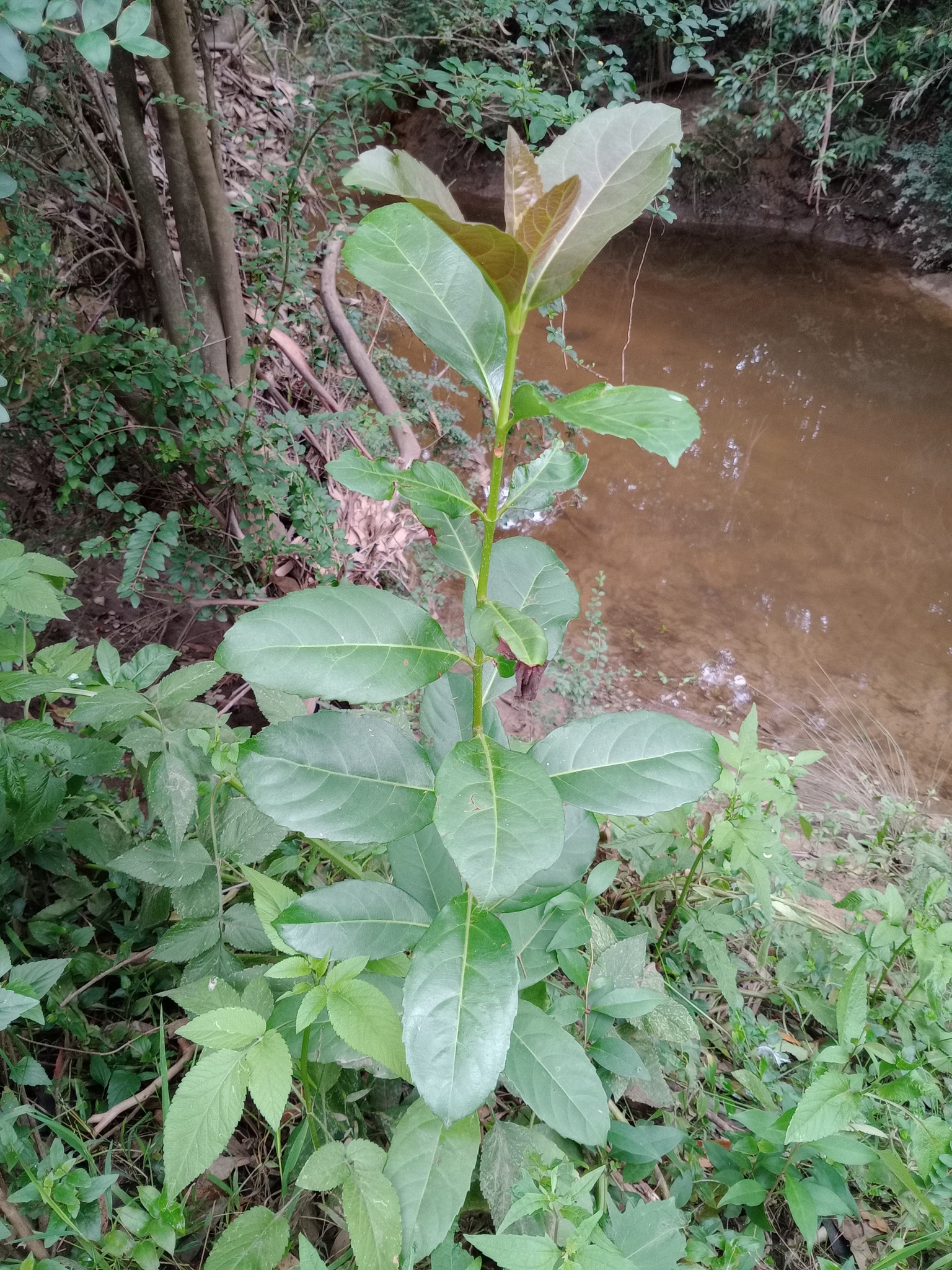 Chindo Sweet Viburnum