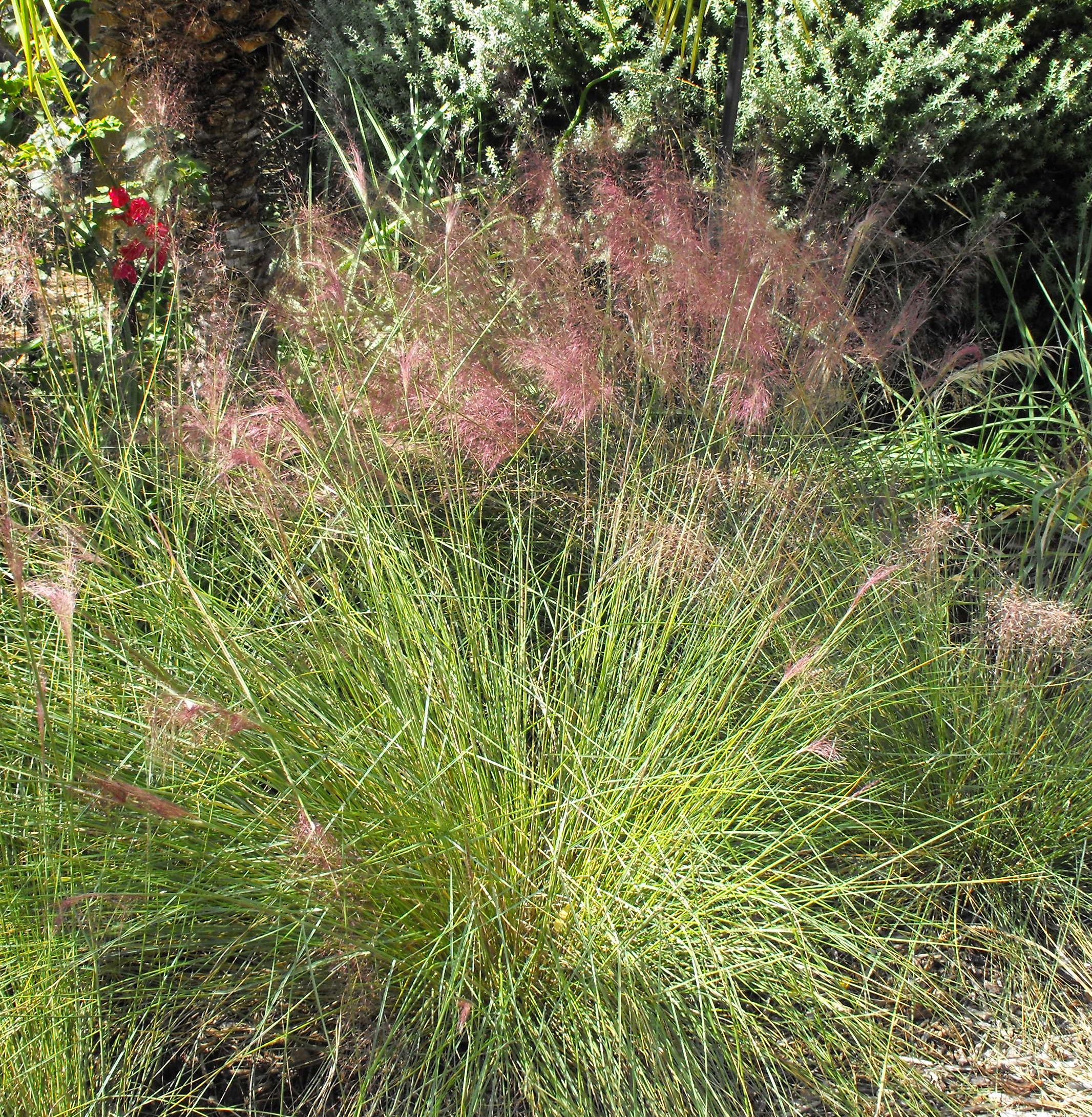 White Cloud Muhly Grass
