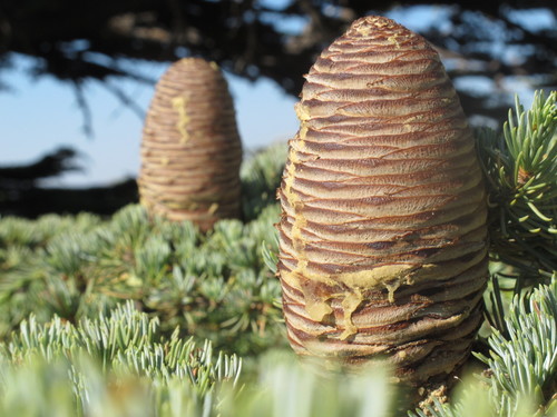 Cypress Cedar