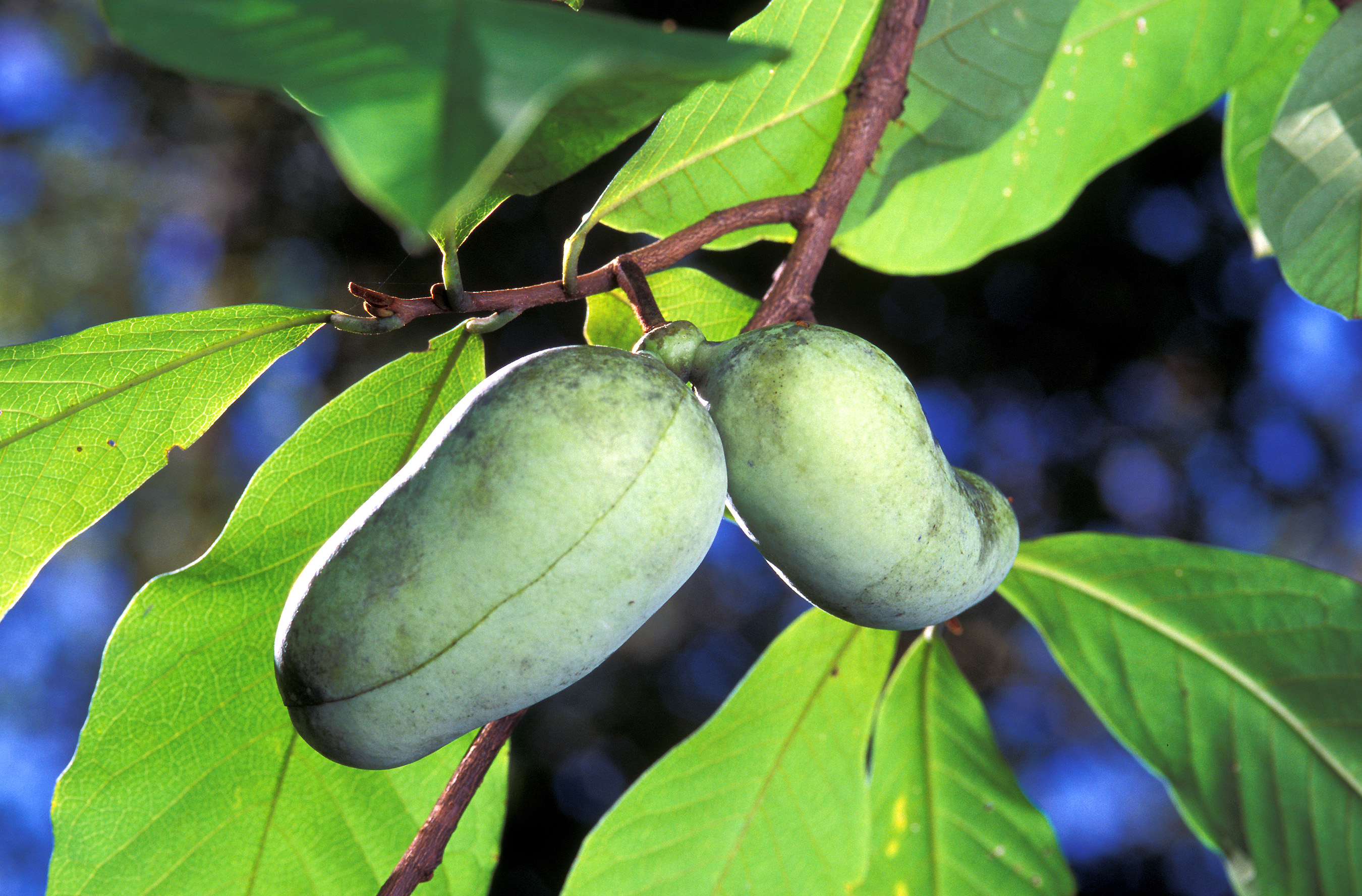 Mango PawPaw