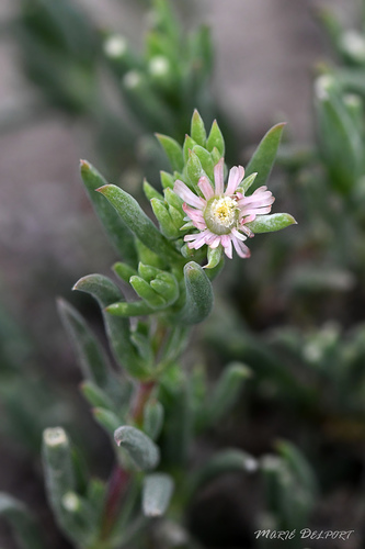 Ice Plant True