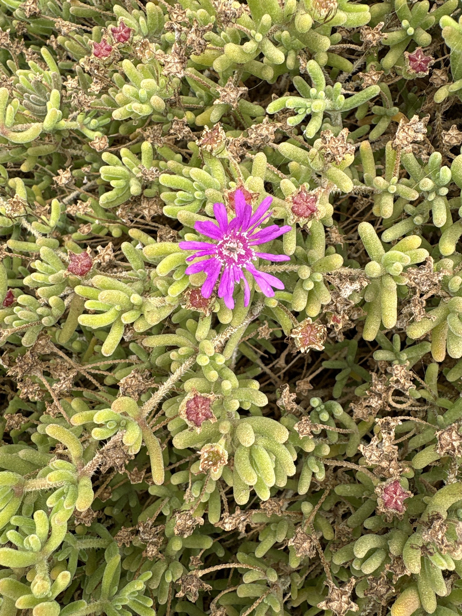 Ice Plant True