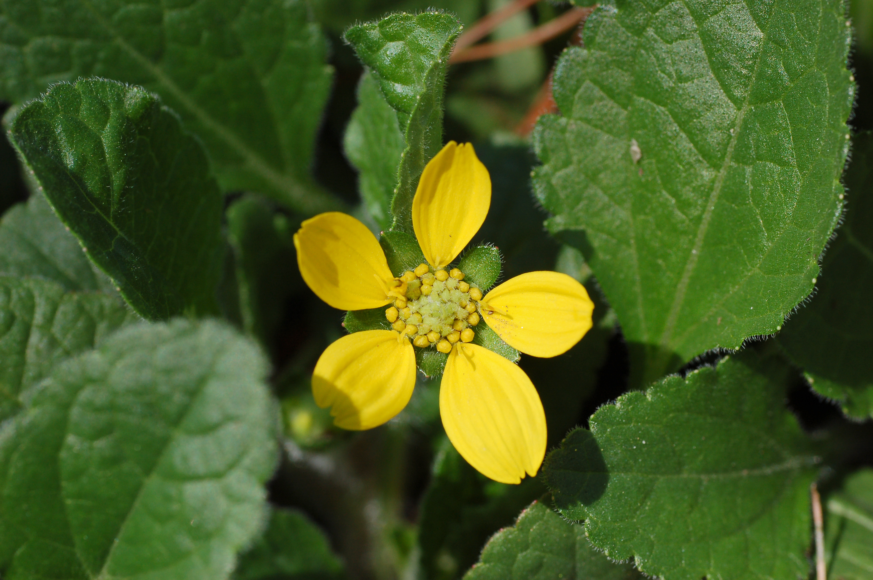 Green-And-Gold