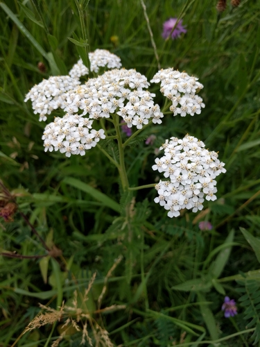 Yarrow