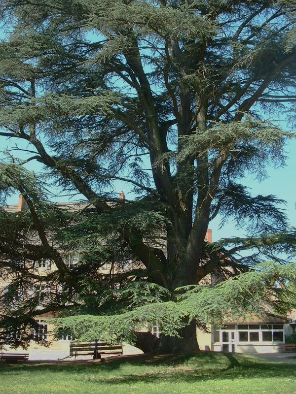 Fastigiate Atlas Cedar
