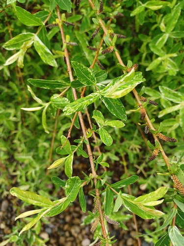 Dappled Willow