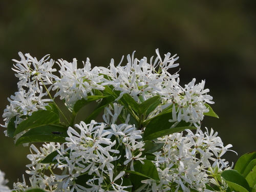 Chinese Fringe Tree