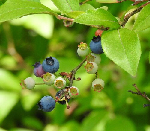 Highbush Blueberry 'Jersey'
