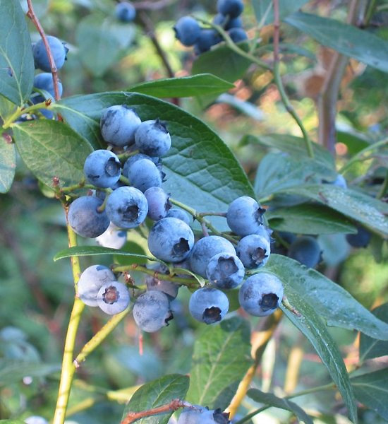 Highbush Blueberry 'Jersey'
