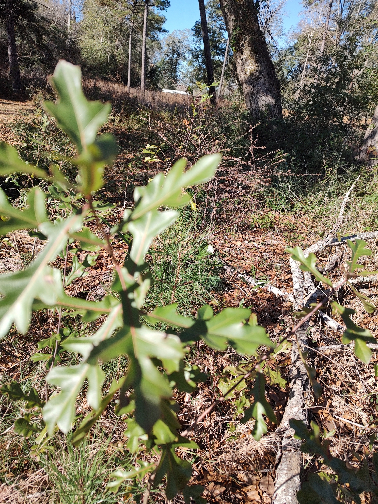 Overcup Oak
