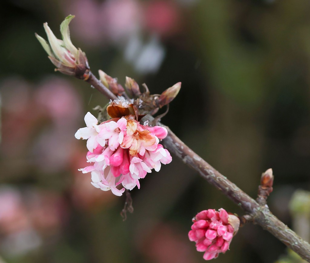 Arrowwood Viburnum 'Chicago Lustre'