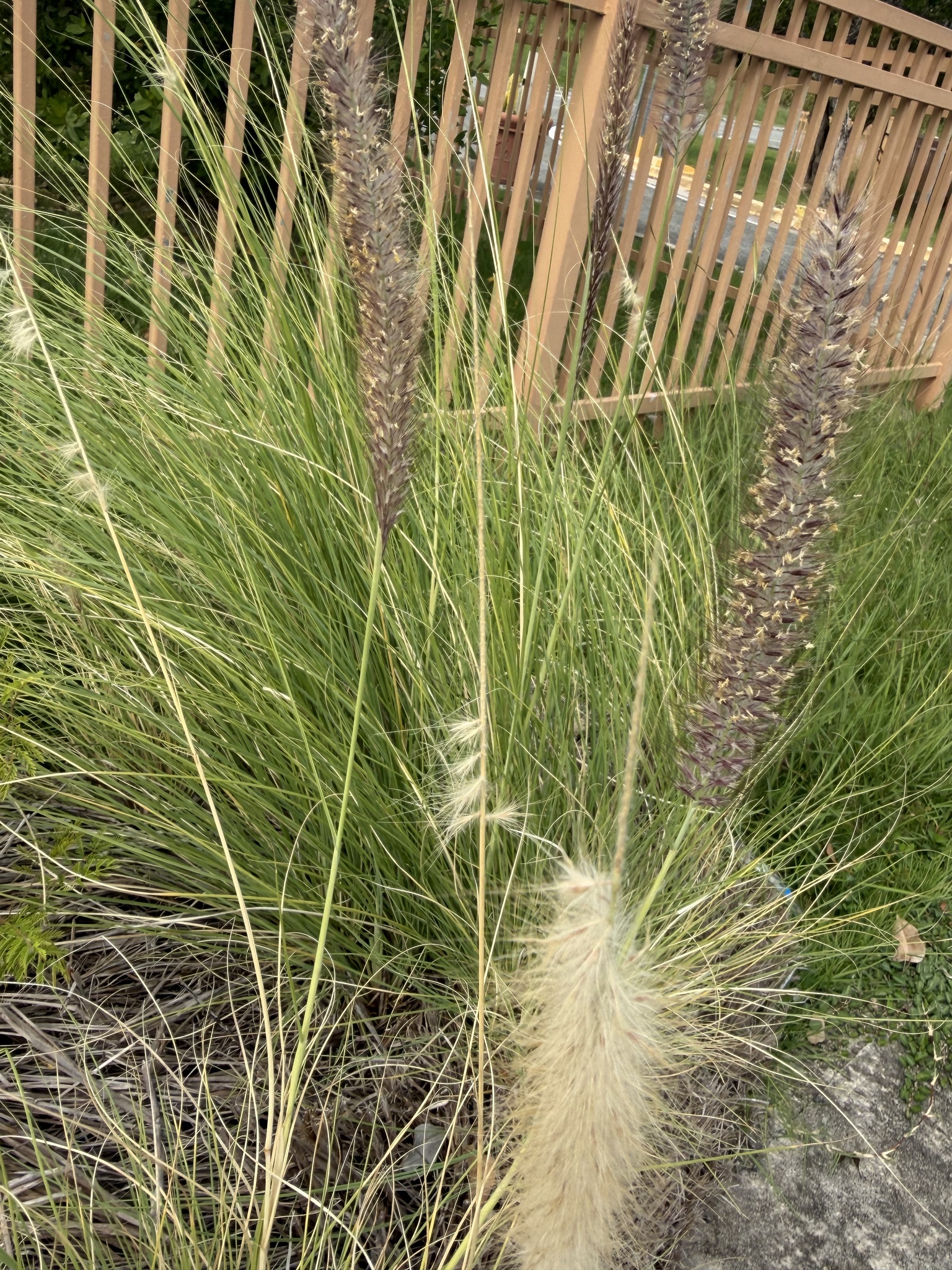 Purple Fountain Grass