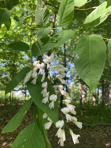 American Yellowwood