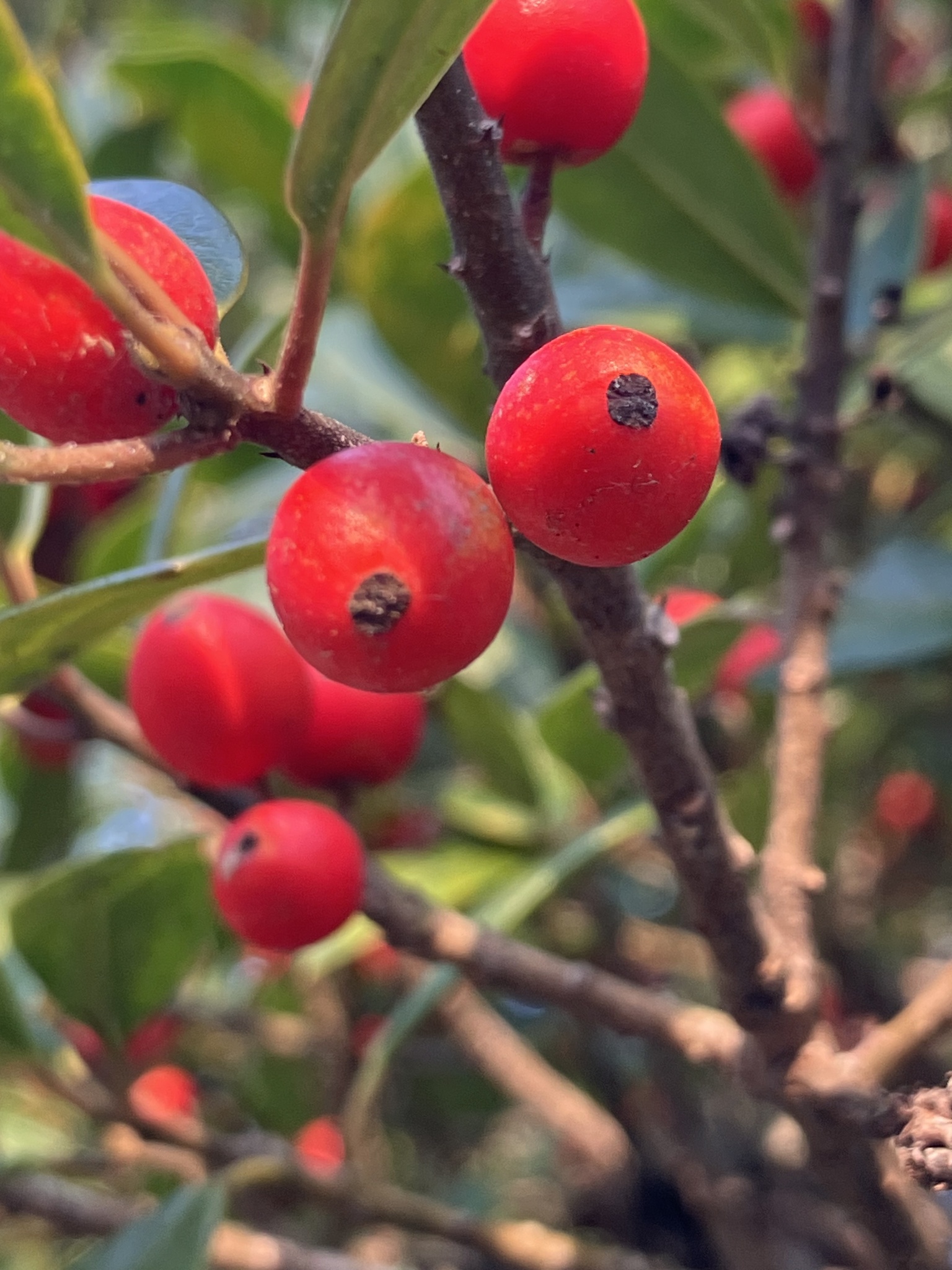 Foster's Holly