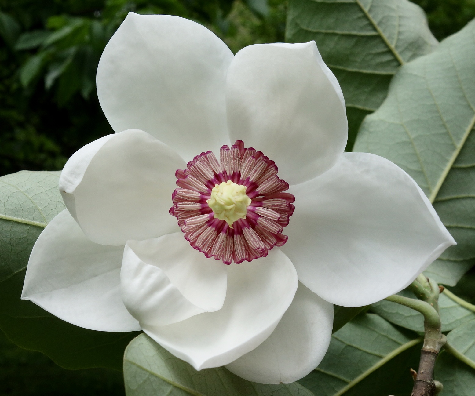 Saucer Magnolia