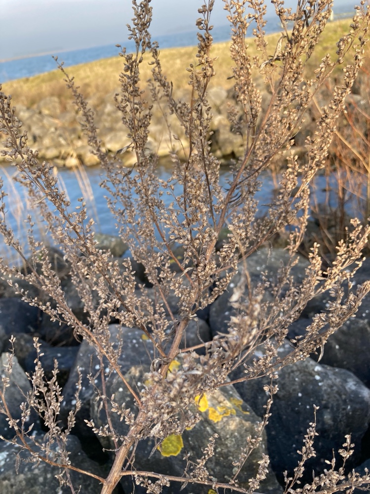 Dusty Miller 'Silver Bullet'