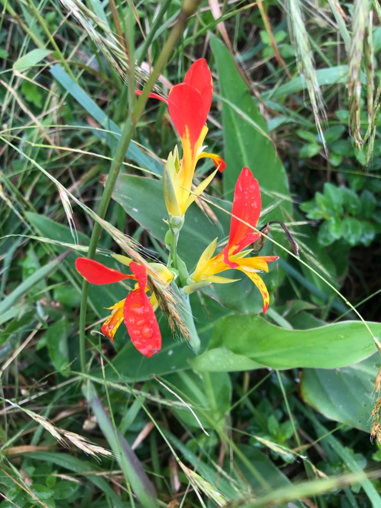 Canna Lily