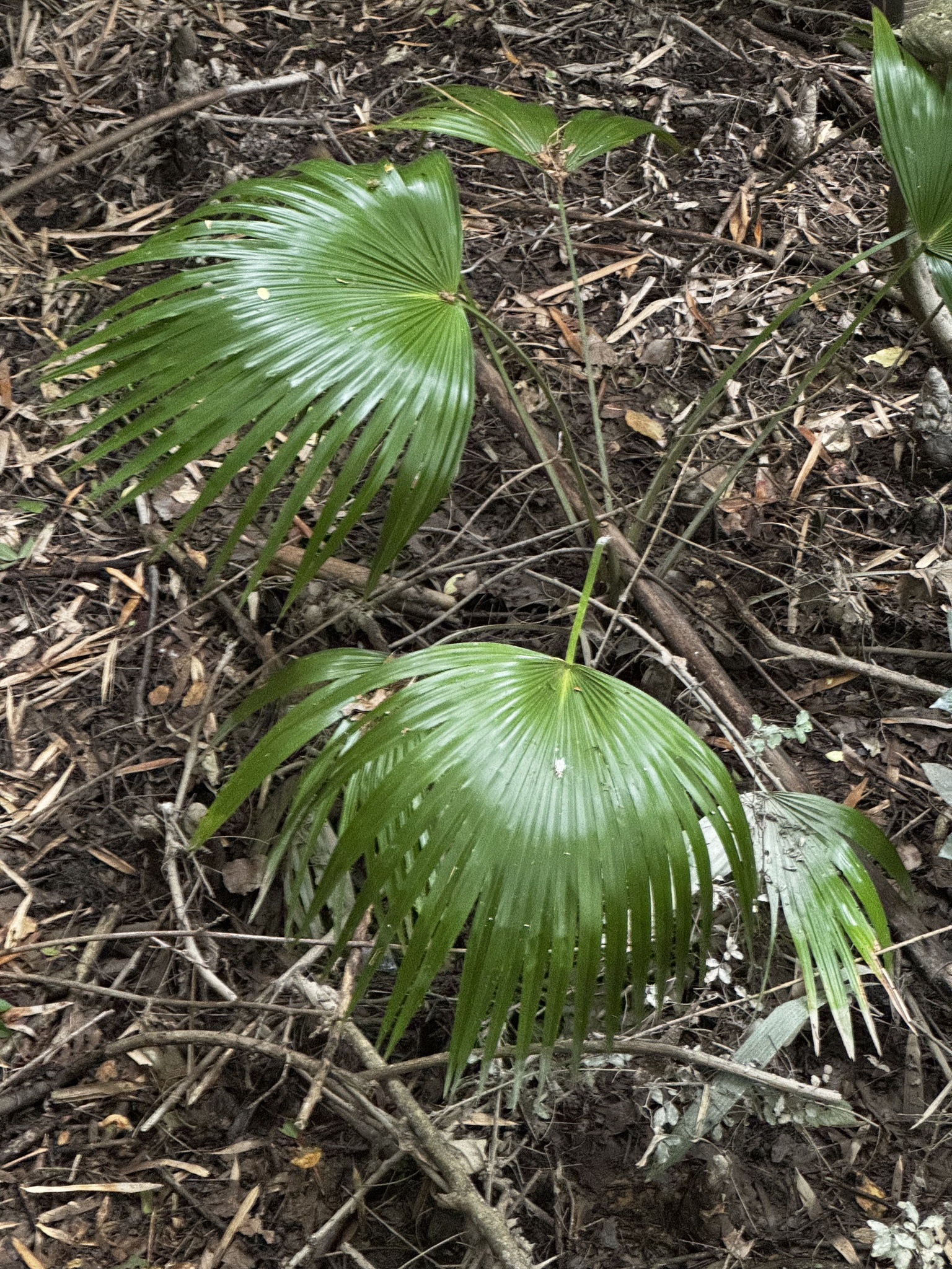 Chinese Fan Palm