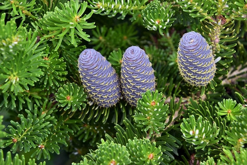 Korean Fir 'Prostrate Beauty'